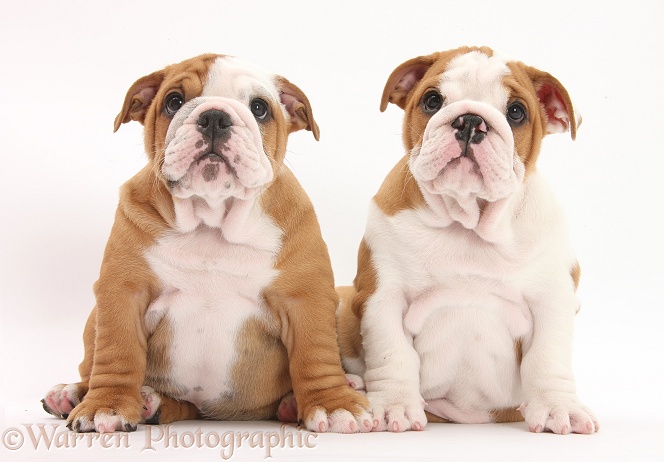 Two Bulldog pups, 8 weeks old, sitting, white background
