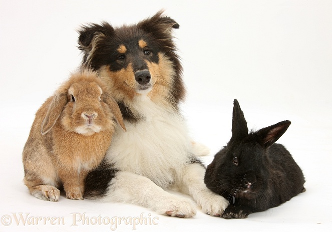Rough Collie, Flynn, 5 months old, with two rabbits, white background