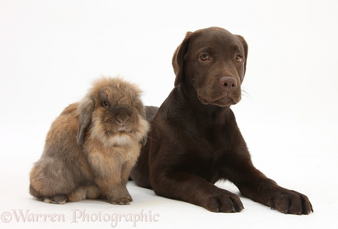 Chocolate Labrador pup, Inca, and Lionhead-cross rabbit, white background