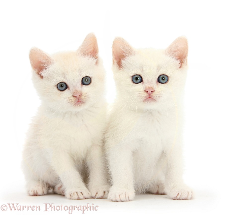 Cream kittens, white background