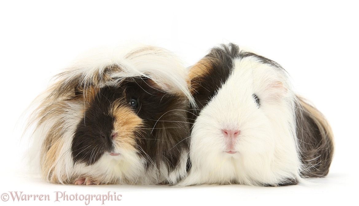 Long-haired Guinea pigs, white background