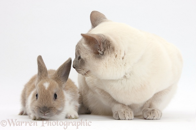 Siamese-cross cat, Isaac, and baby rabbit, white background