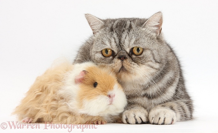 Alpaca Guinea pig and Silver tabby Exotic male cat, Bugsie, 5 years old, white background