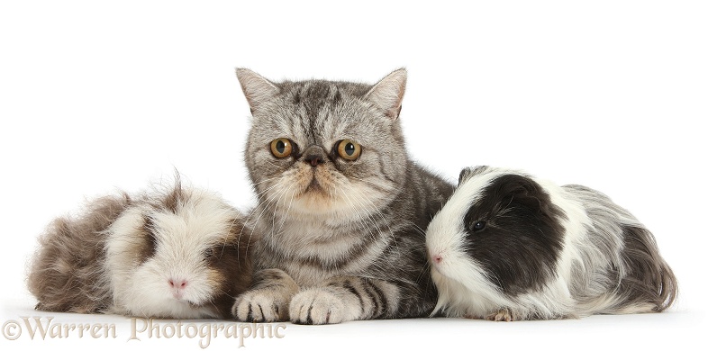 Long-haired Guinea pigs and Silver tabby Exotic male cat, Bugsie, 5 years old, white background