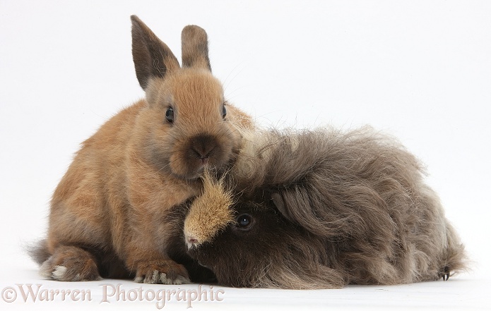 Long-haired Guinea pig and young rabbit, white background