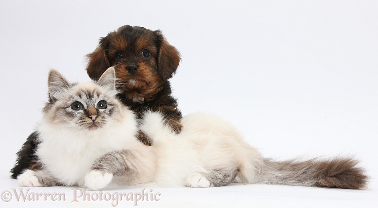 Black-and-tan Cavapoo pup and tabby-point Birman cat, white background