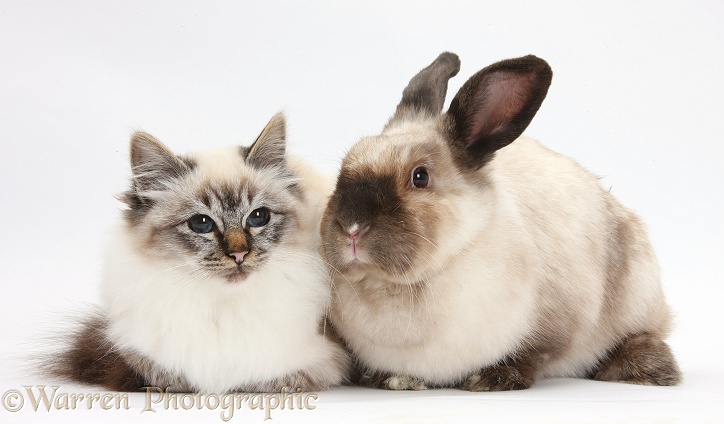 Birman cat and colourpoint rabbit, white background