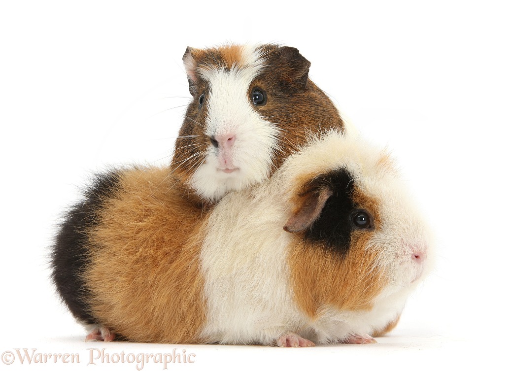 Two Guinea pigs, Gyzmo and friend, white background