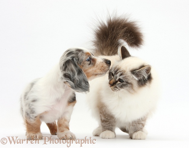Birman cat and silver double dapple Dachshund pup, Lacy, 8 weeks old, white background