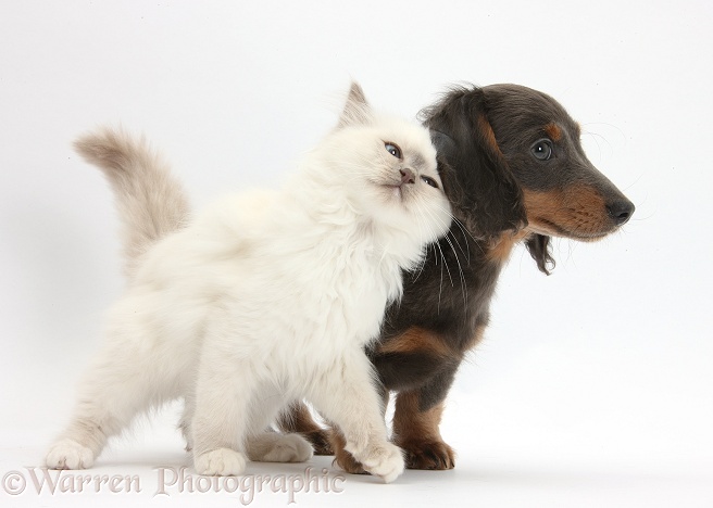 Blue-point kitten rubbing against blue-and-tan Dachshund pup, Baloo, 15 weeks old, white background