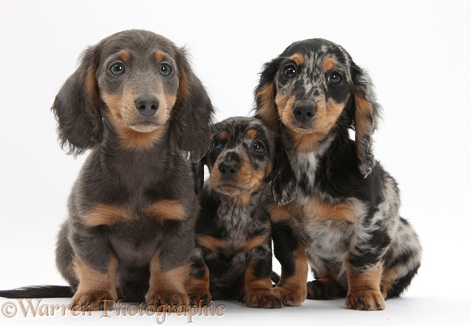 Blue-and-tan Dachshund pup, Baloo, and tricolour merle Dachshund pups, white background