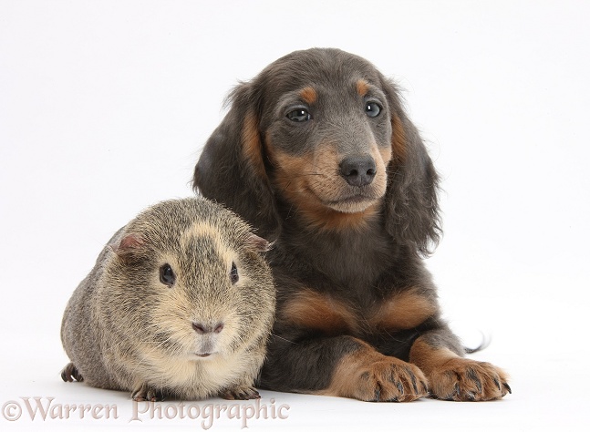 Guinea pig and blue-and-tan Dachshund pup, Baloo, 15 weeks old, white background