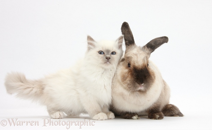 Blue-point kitten and colourpoint rabbit, white background