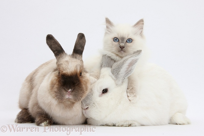 Blue-point kitten with white and colourpoint rabbits, white background