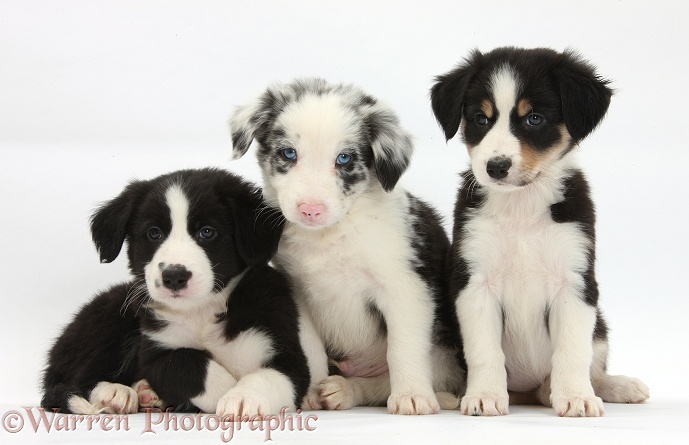 Black-and-white, merle, and tricolour Border Collie puppies, 6 weeks old, white background