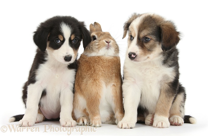 Border Collie pups, 6 weeks old, and Sandy Netherland-cross rabbit, Peter, white background