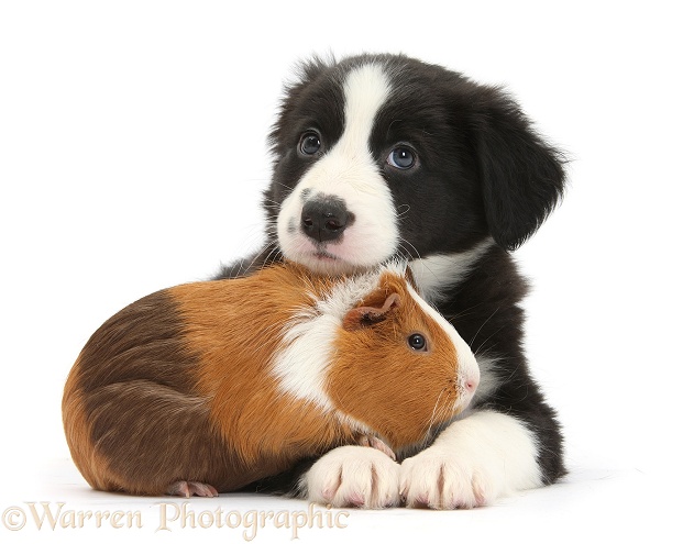 Black-and-white Border Collie pup and tricolour Guinea pig, Amelia, white background