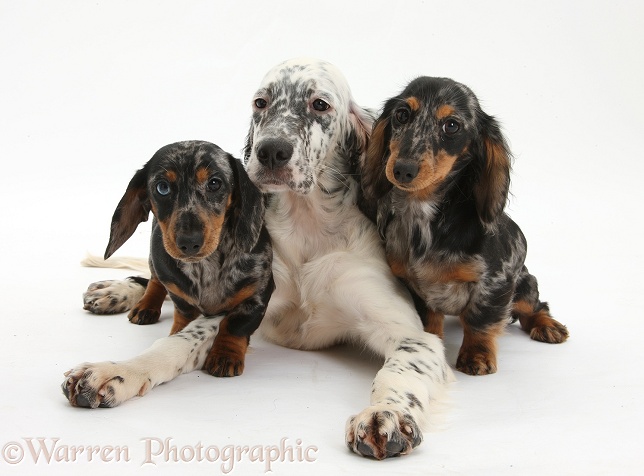 Blue Belton English Setter pup, Belle, 16 weeks old, with Dachshund pups, white background