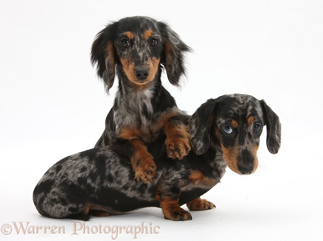Two tricolour merle Dachshund pups, white background