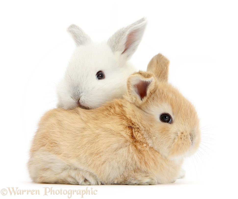 White and sandy baby rabbits, white background