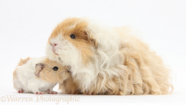 Alpaca Guinea pig and baby, white background