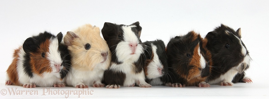 Six young Guinea pigs in a row, white background