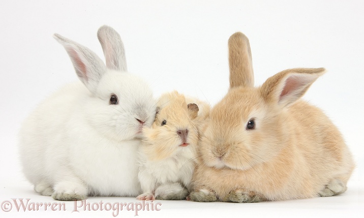 Young cinnamon-and-white Guinea pig and rabbits, white background