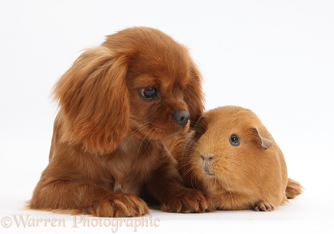 Ruby Cavalier King Charles Spaniel pup, Flame, 12 weeks old, and red Guinea pig, white background