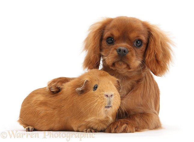 Ruby Cavalier King Charles Spaniel pup, Flame, 12 weeks old, and red Guinea pig, white background