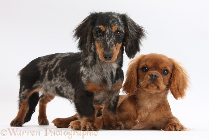 Ruby Cavalier King Charles Spaniel pup, Flame, 12 weeks old, and tricolour merle Dachshund, Puzzel, 6 months old, white background