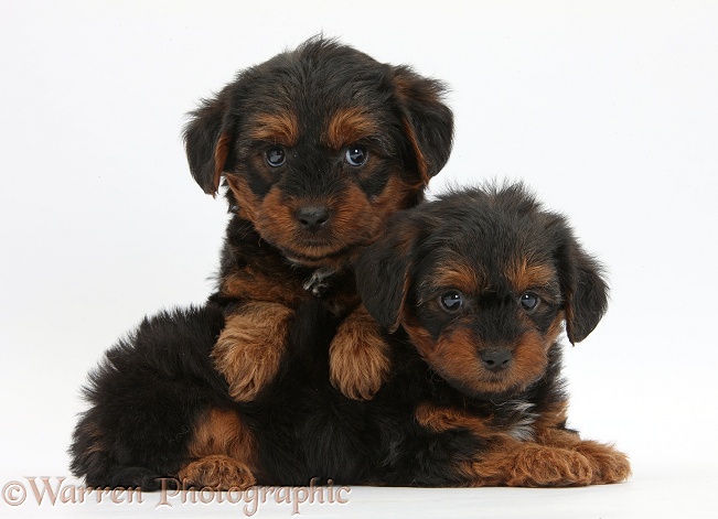 Yorkipoo pups, 6 weeks old, white background