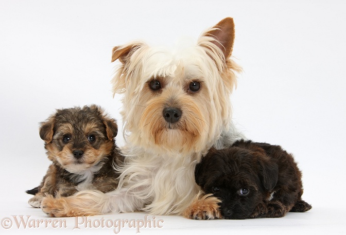 Yorkie mother, Evie, with Yorkipoo pups, 6 weeks old, white background