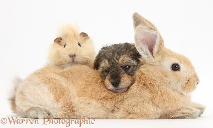 Yorkipoo pup, 6 weeks old, with rabbit and Guinea pig, white background