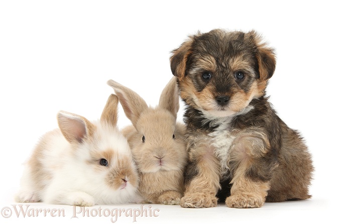 Yorkipoo pup, 6 weeks old, with baby rabbits, white background