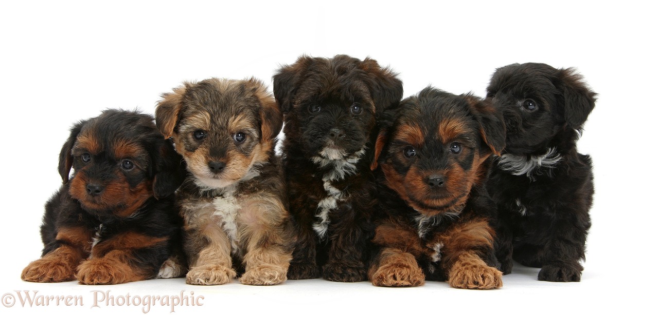 Five Yorkipoo pups, 6 weeks old, white background