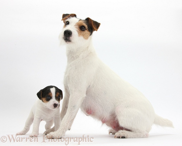 Jack Russell Terrier bitch and puppy, 4 weeks old, white background