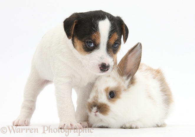 Jack Russell Terrier puppy, 4 weeks old, and baby rabbit, white background