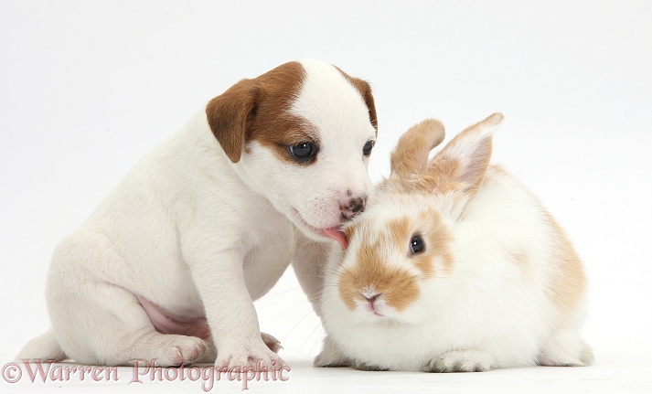 Jack Russell Terrier puppy, 4 weeks old, and young rabbit, white background