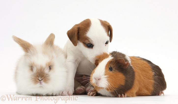 Jack Russell Terrier puppy, 4 weeks old, with Guinea pig and baby rabbit, white background