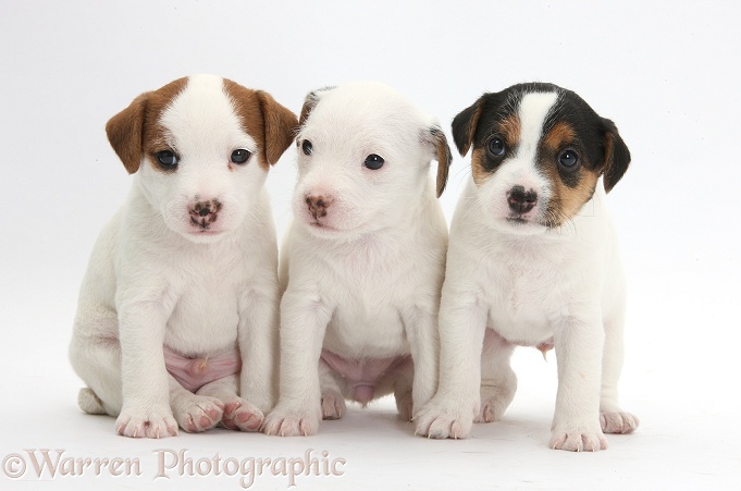 Three Jack Russell Terrier puppies, 4 weeks old, white background