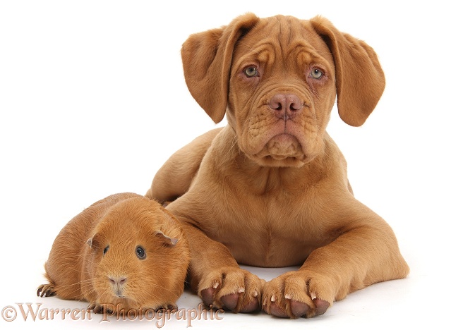 Dogue de Bordeaux puppy, Freya, 10 weeks old, with red Guinea pig, white background