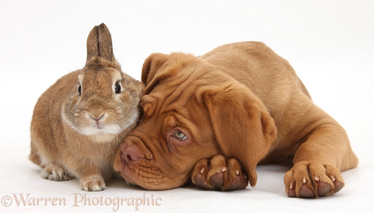 Dogue de Bordeaux puppy, Freya, 10 weeks old, with Netherland-cross rabbit, Peter, white background