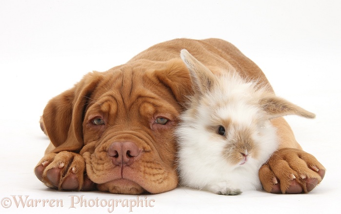 Dogue de Bordeaux puppy, Freya, 10 weeks old, with young fluffy rabbit, white background