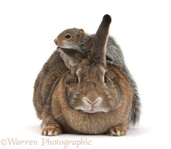 Young Grey Squirrel climbing on agouti rabbit, white background