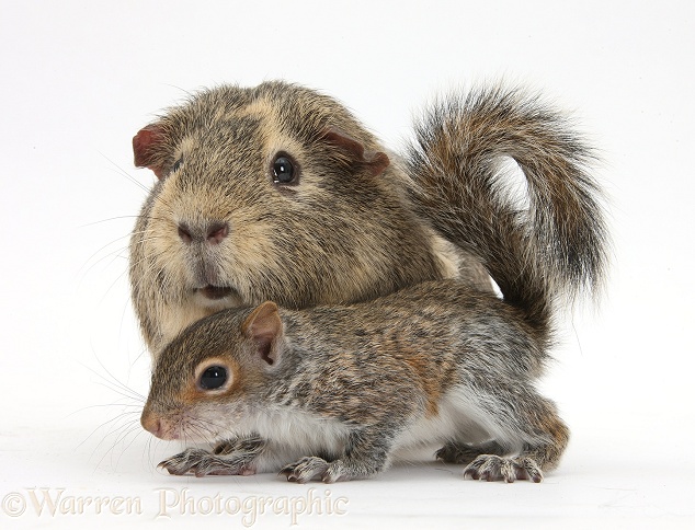 Young Grey Squirrel and Guinea pig, white background