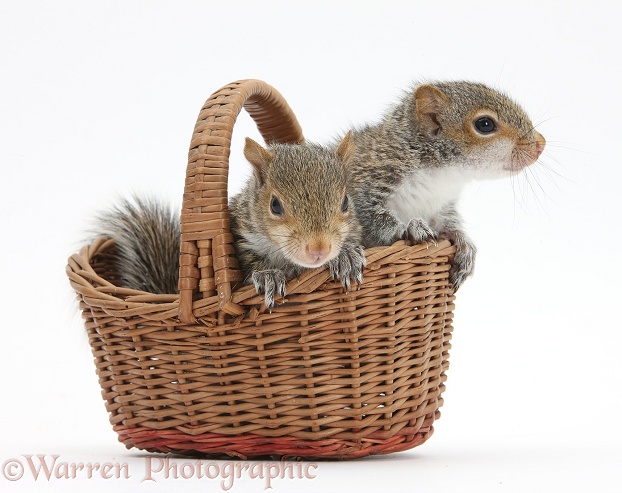 Young Grey Squirrels (Sciurus carolinensis) in a wicker basket, white background