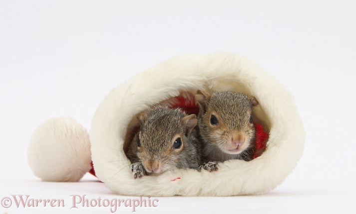Young Grey Squirrels (Sciurus carolinensis) in a Father Christmas hat, white background
