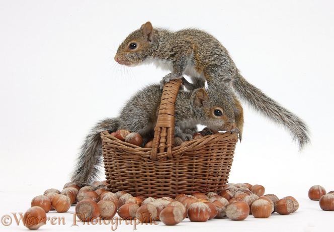 Young Grey Squirrels with wicker basket of hazel nuts, white background