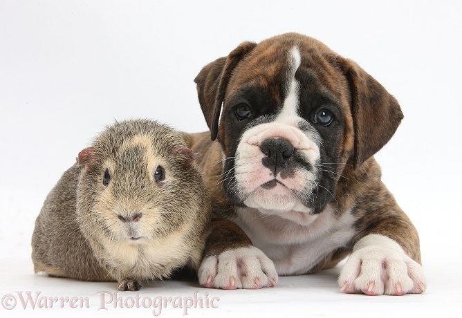 Boxer puppy and Guinea pig, white background
