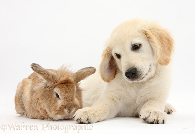 Lionhead-cross rabbit, Tedson, and Golden Retriever dog pup, Oscar, 3 months old, white background